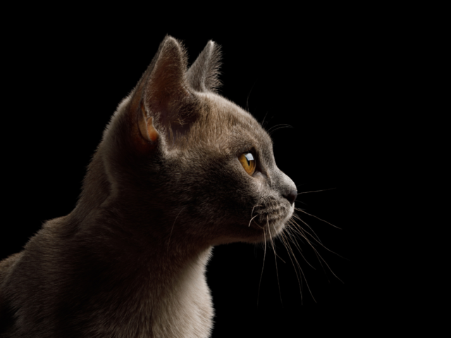 Side profile view of a cat with black background 
