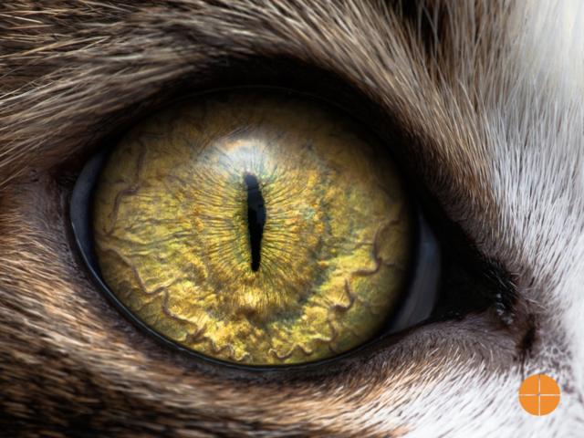 A close-up photograph of cat eyes with post-processing. 